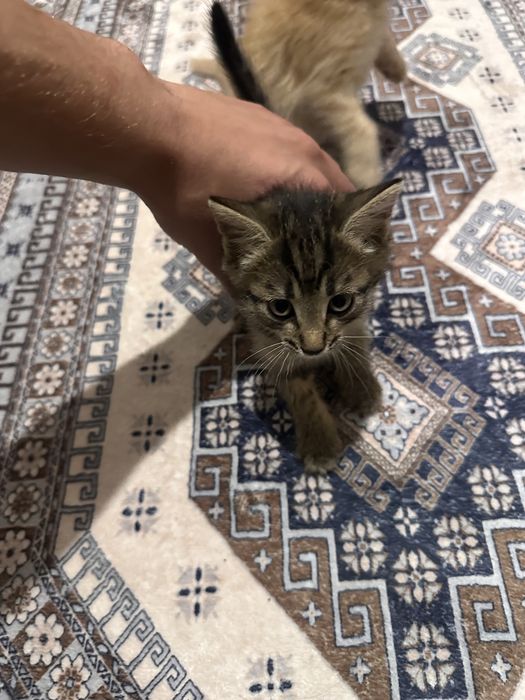 Дружилюбные котята