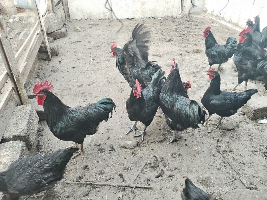 Кора шахзода хуроз товук тухум ва жужалари бор ишончлий