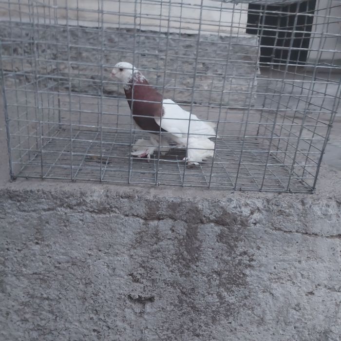 Капкан самец лет с игрой