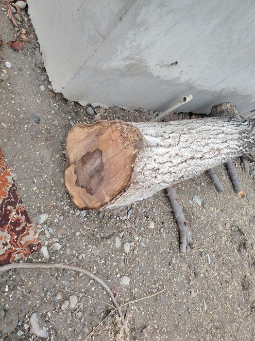 Йонгок дарахт сотилади