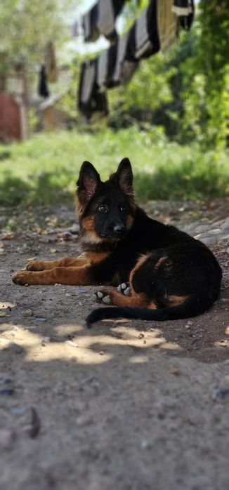 Профессиональная передержка