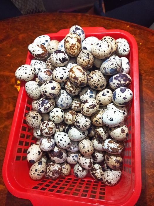 Продам перепелиные яица