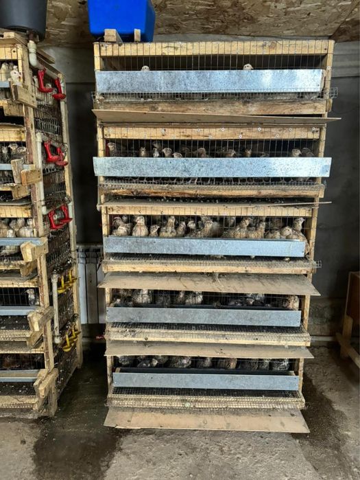 Бодене 2500 шт бар