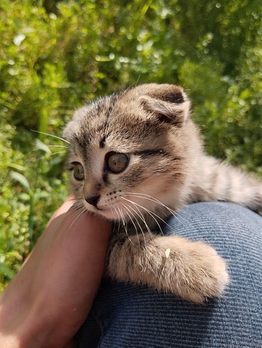 Котёнок вислоухий мальчик