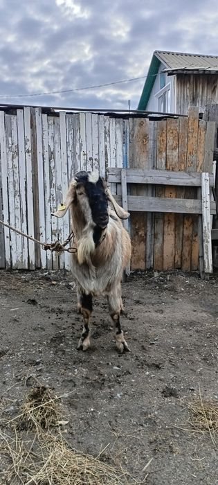 Продаеться Козёл на племя