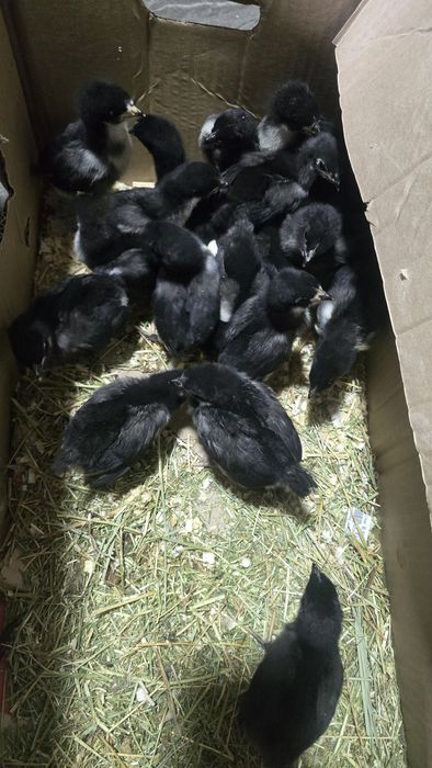 Балапандар сатылады