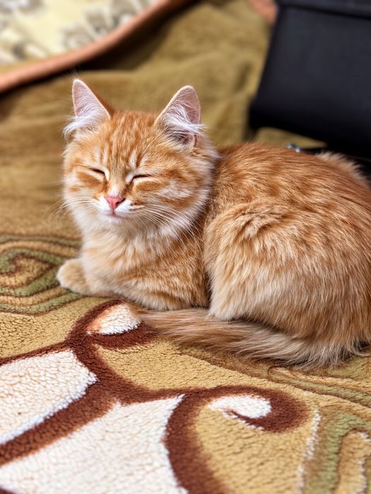 Отдам котенка мальчик
