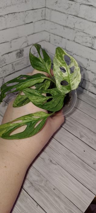 Продам ростки комнатных цветов