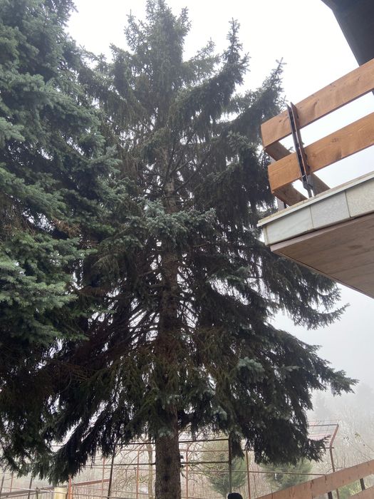 Рязане на дървета височинно