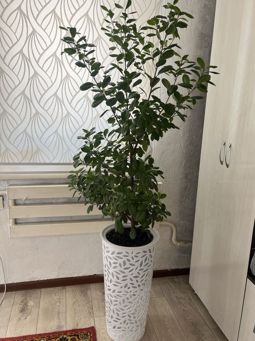 Комнатные растение
