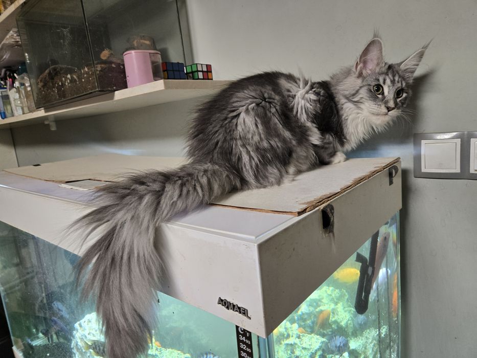 Мейн кун, Maine Coon, котета