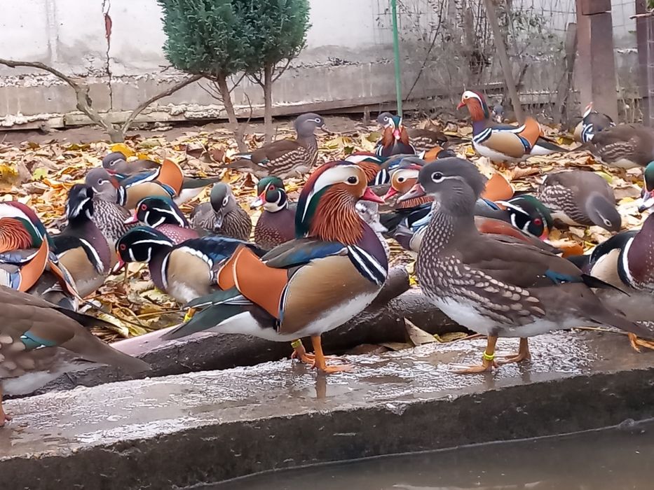 Rate Mandarin de vanzare