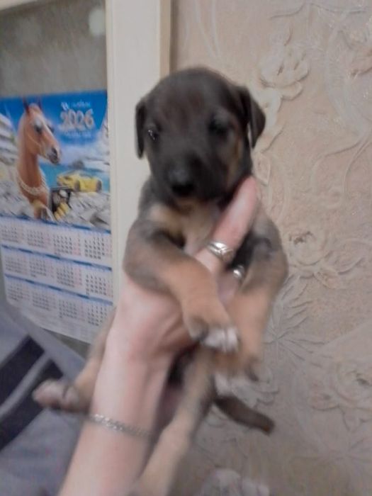 Продам щенков Американский питбуль