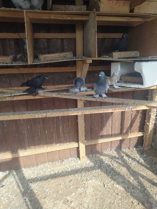 Срочно продаю голубей