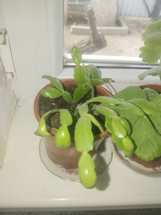 Продам цветы разные от 5000