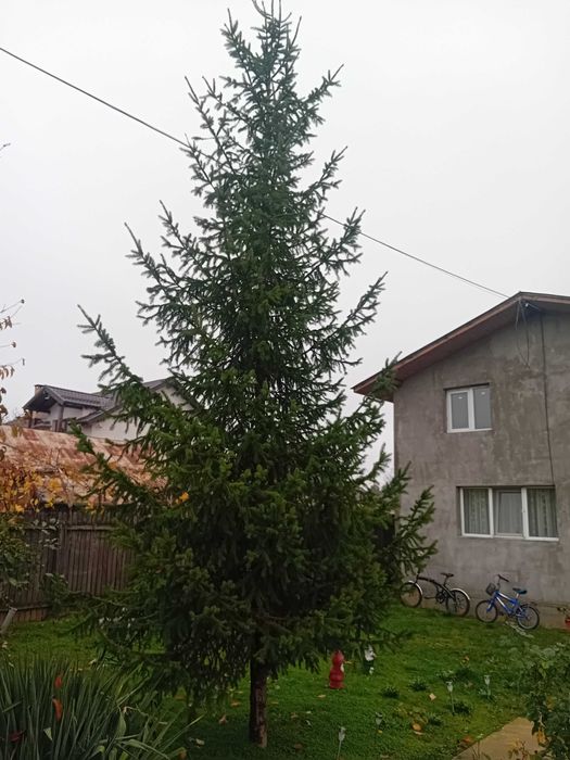 Brad Crăciun  5,50 m