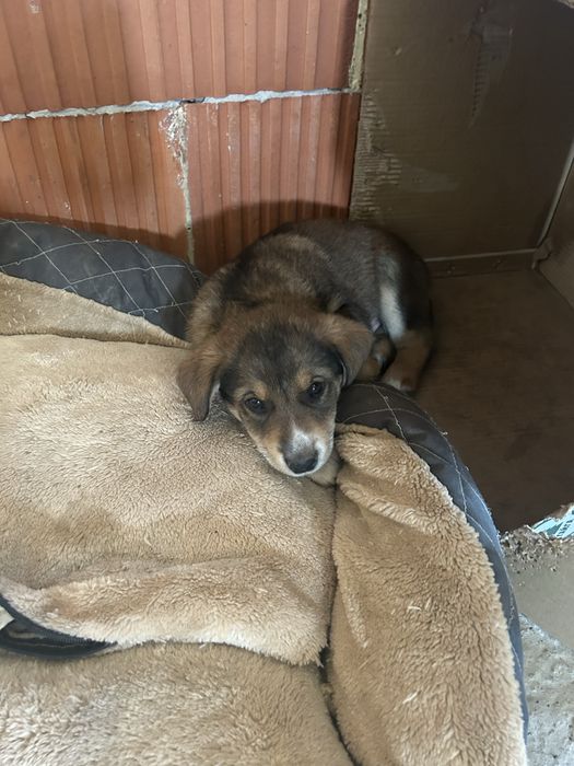 Кученца за осиновяване/подарявам