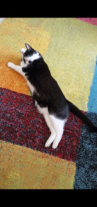 Donez motan, 4 ani, sterilizat