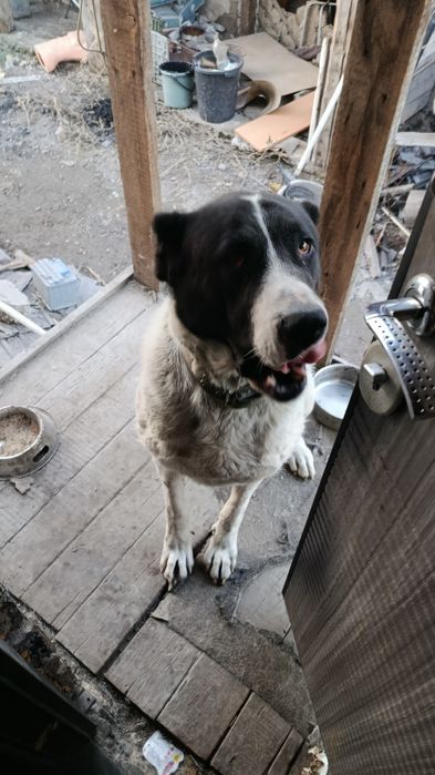 Отдам даром собаку