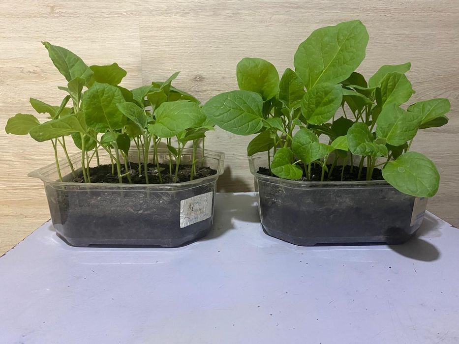 Продам рассаду баклажан