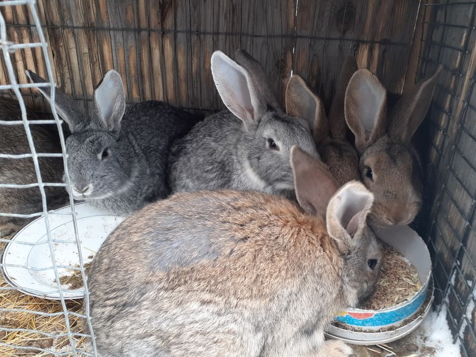 Продам молодых кроликов