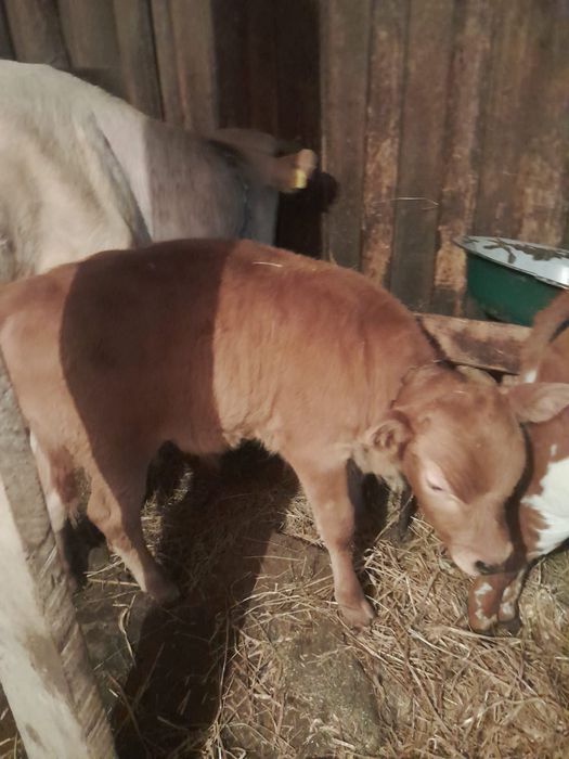 Продам телят (бычков)