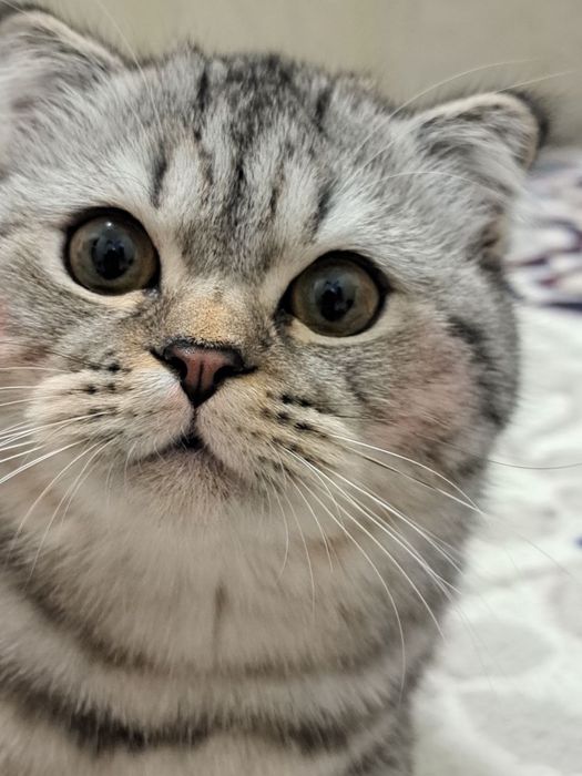 Серебристый шиншилла 8 месяцев