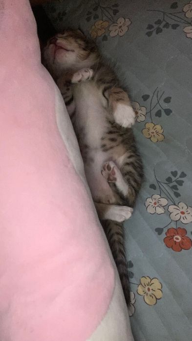 Кошка шымкент 2 не
