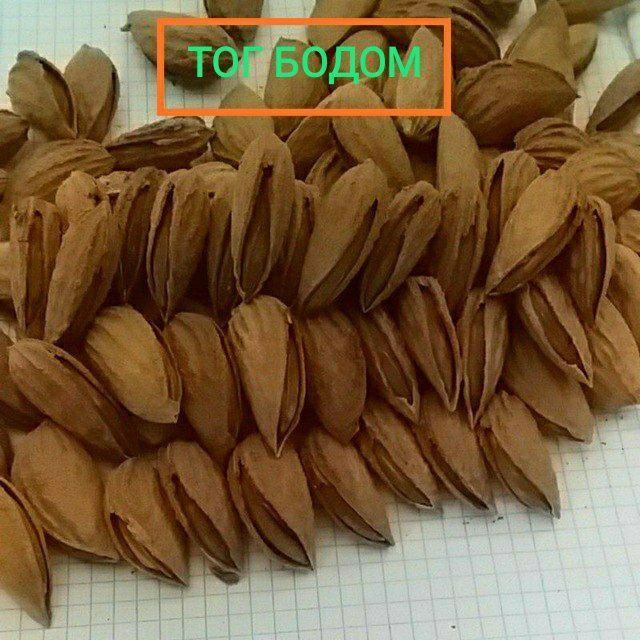 БОДОМ КУЧАТЛАРИНИ 9 хил сорти бор сортига падвойига кафолат берамиз