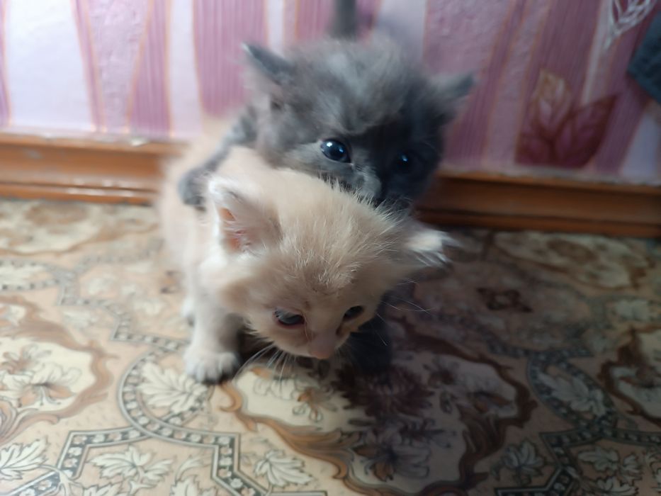 Котята в добрые руки