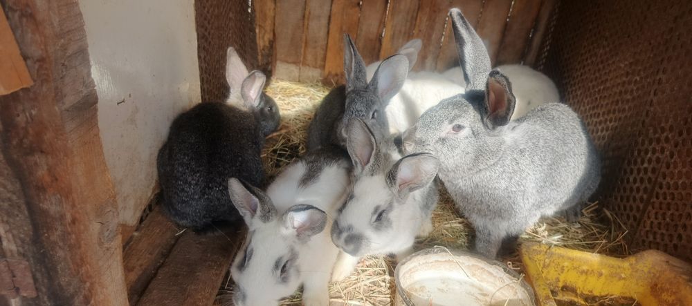 Кролики и крольчата