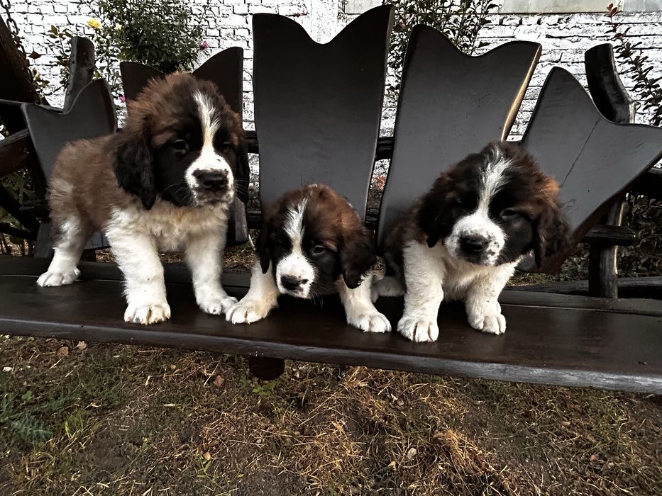 Vand catei Saint- bernard