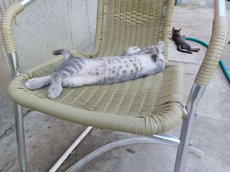 Срочно  ждем папмам для котят