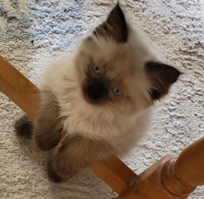 Сиамский котенок, ласковый и игривый