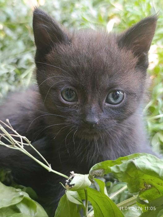 Котята ищут своих людей