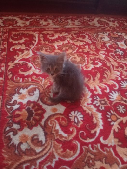 Одам котенка в хорошие руки