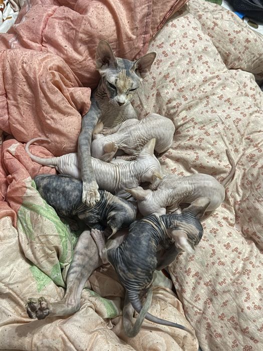 Vand pui de Sphynx