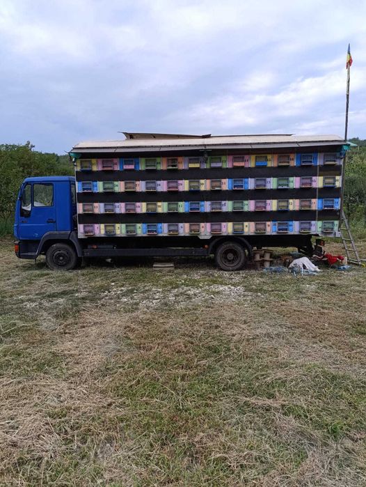 Stupina apicola 96 familii