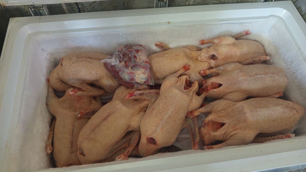 Продам мясо гуся