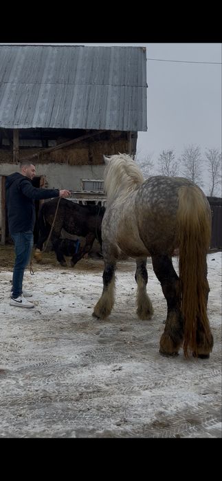 Armasar cu sange de 6 ani