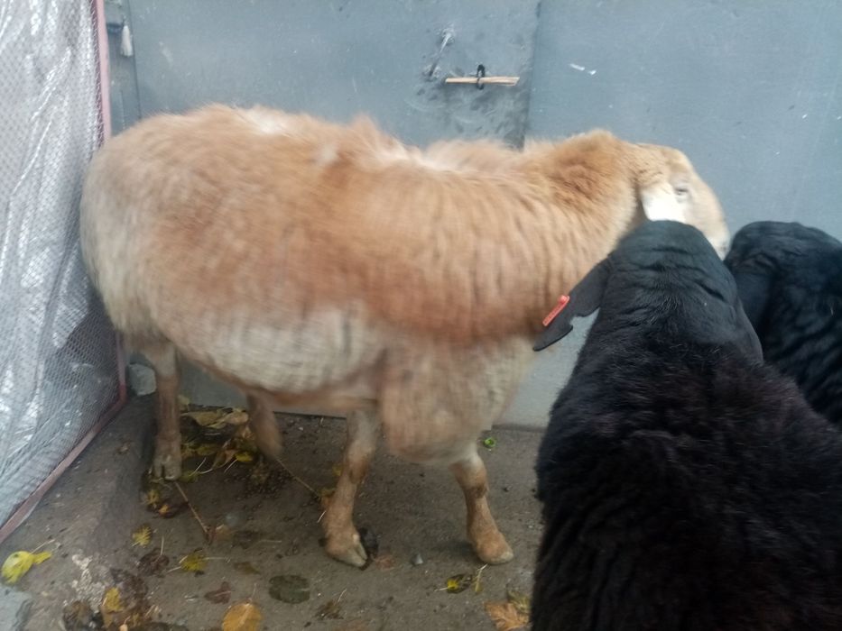 Арашан кучкор сотилади