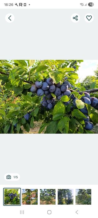 Vand Prune pentru Tuica si Palinca