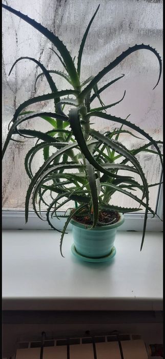 Алое лечебный (столетник)