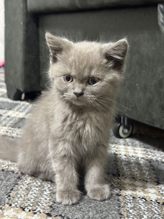 Mushuk bolasi sotiladi / scottish strayt