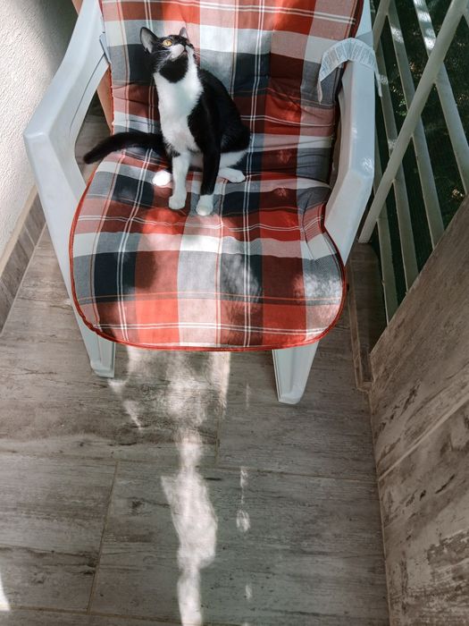 Подарява се котенце