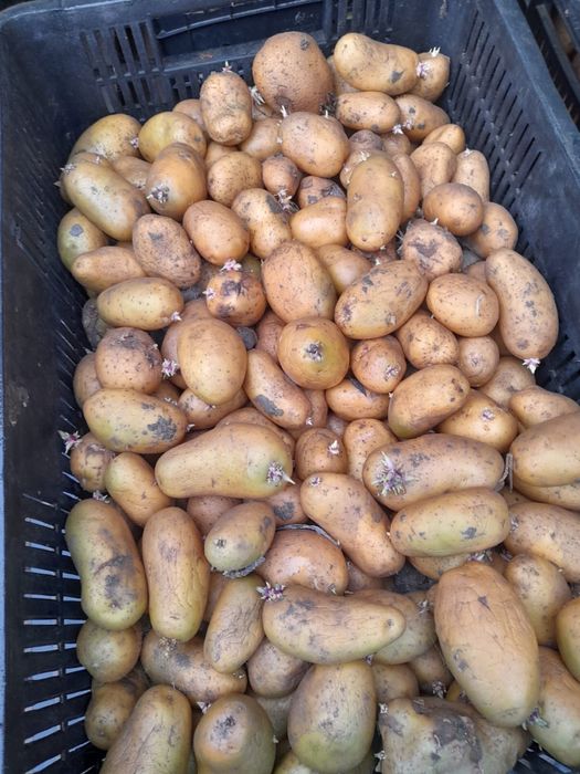 Cartofi de samanta Prada