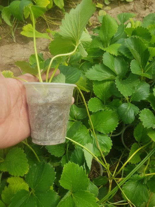 Карискй солхяаг кушатлар бор