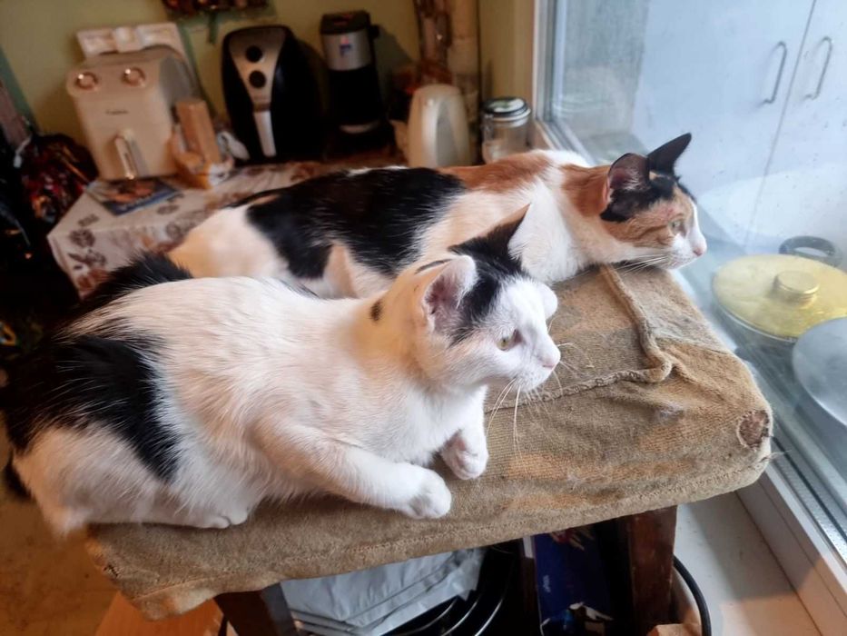 Котета на 6 мес. в София