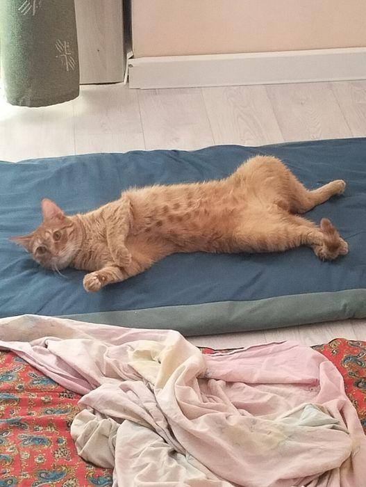 Отдаем рыжего котика