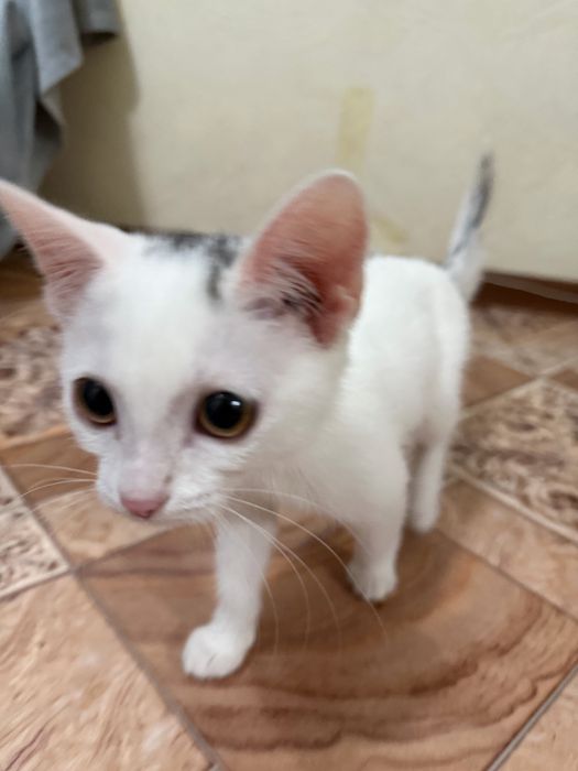 Отдам котенка добрым рукам